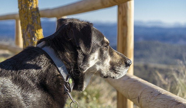 Guard dog shows the history of home security systems. 