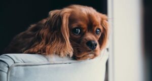 Puppy on a chair